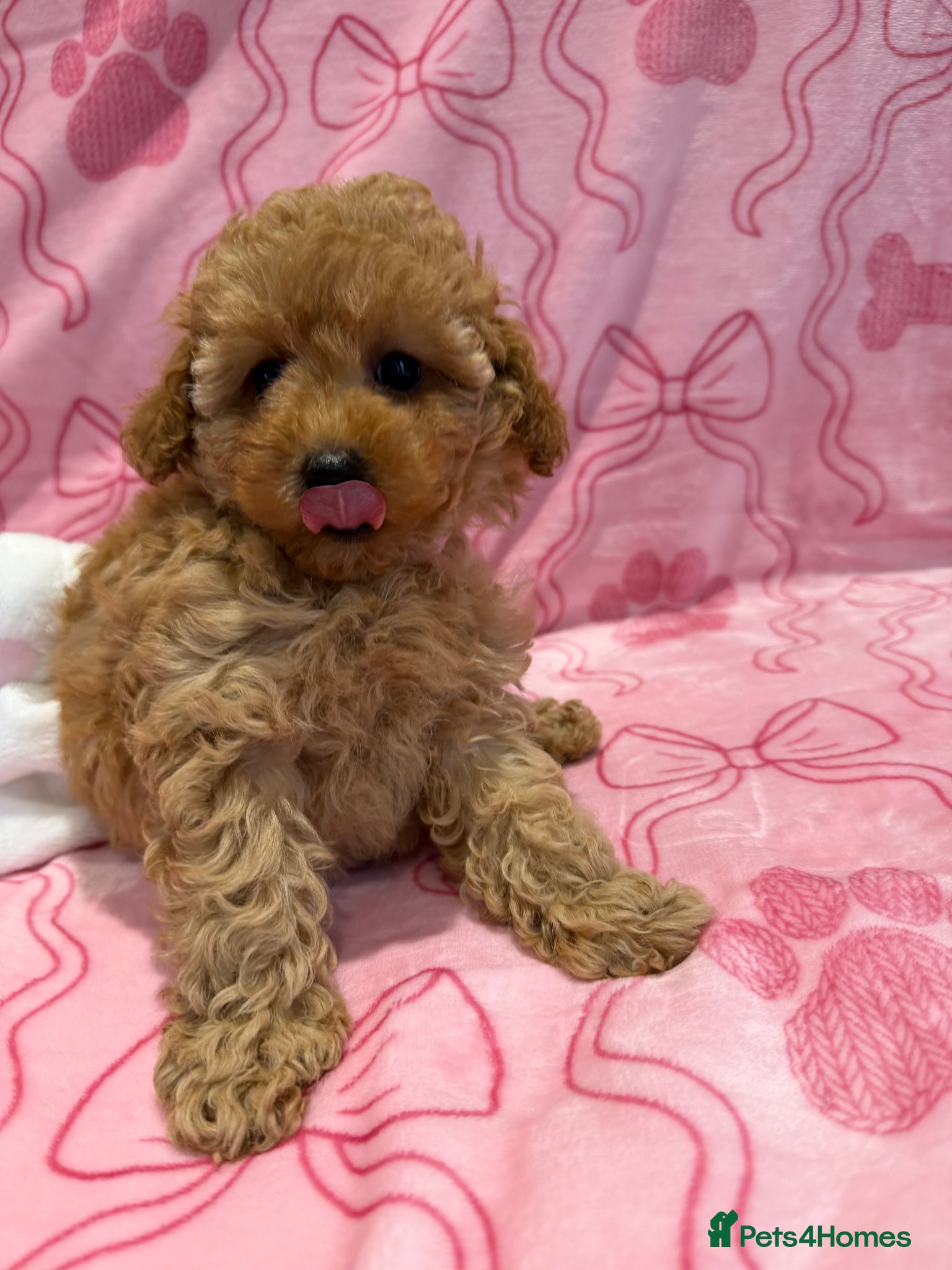 Maltipoo dogs Beautiful happy health tested,Maltipoo fur babies  - Advert 1