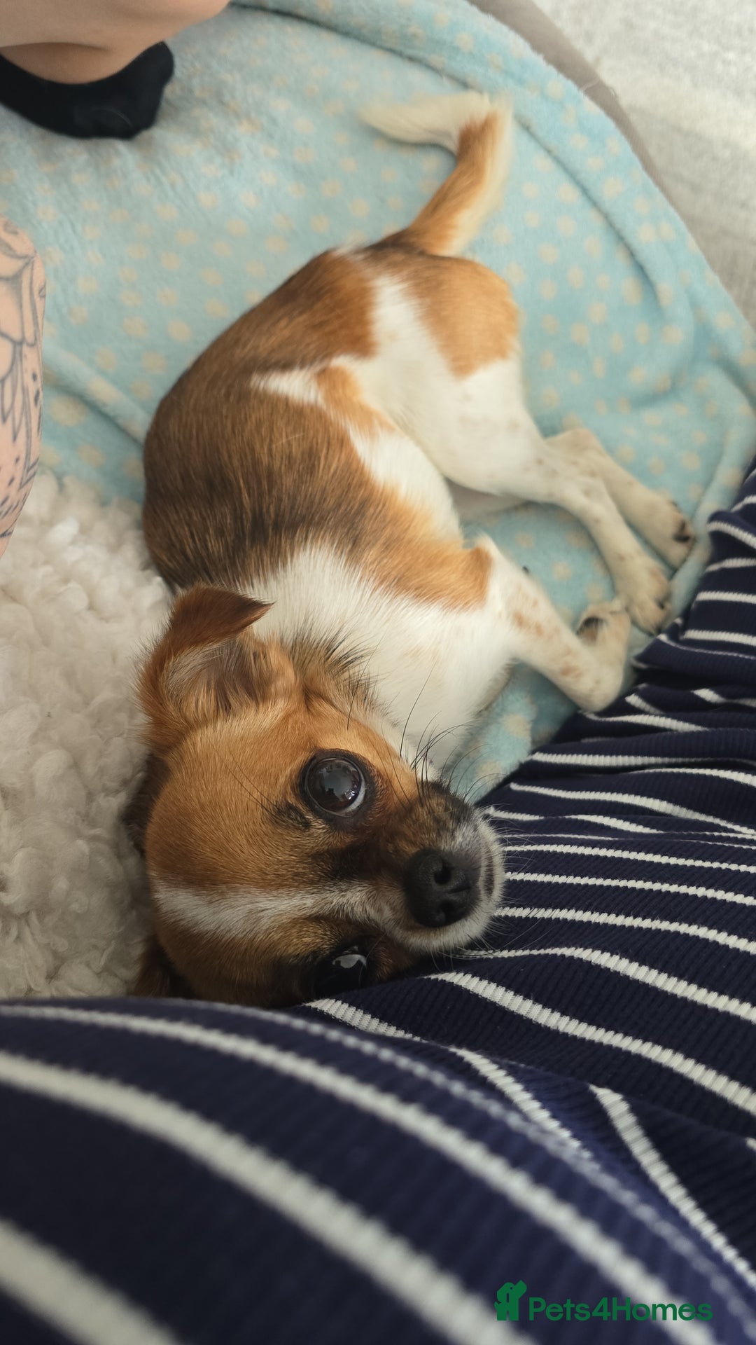 Mixed Breed dogs for sale: Beautiful 1.5yr old JackChi girl for sale - Image 1