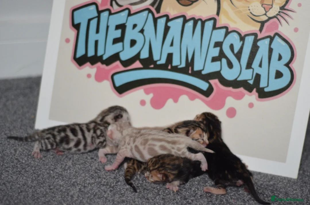 Bengal cats for sale: 🧬LIMITED BENGAL KITTENS🧬 2 females left - Advert 3