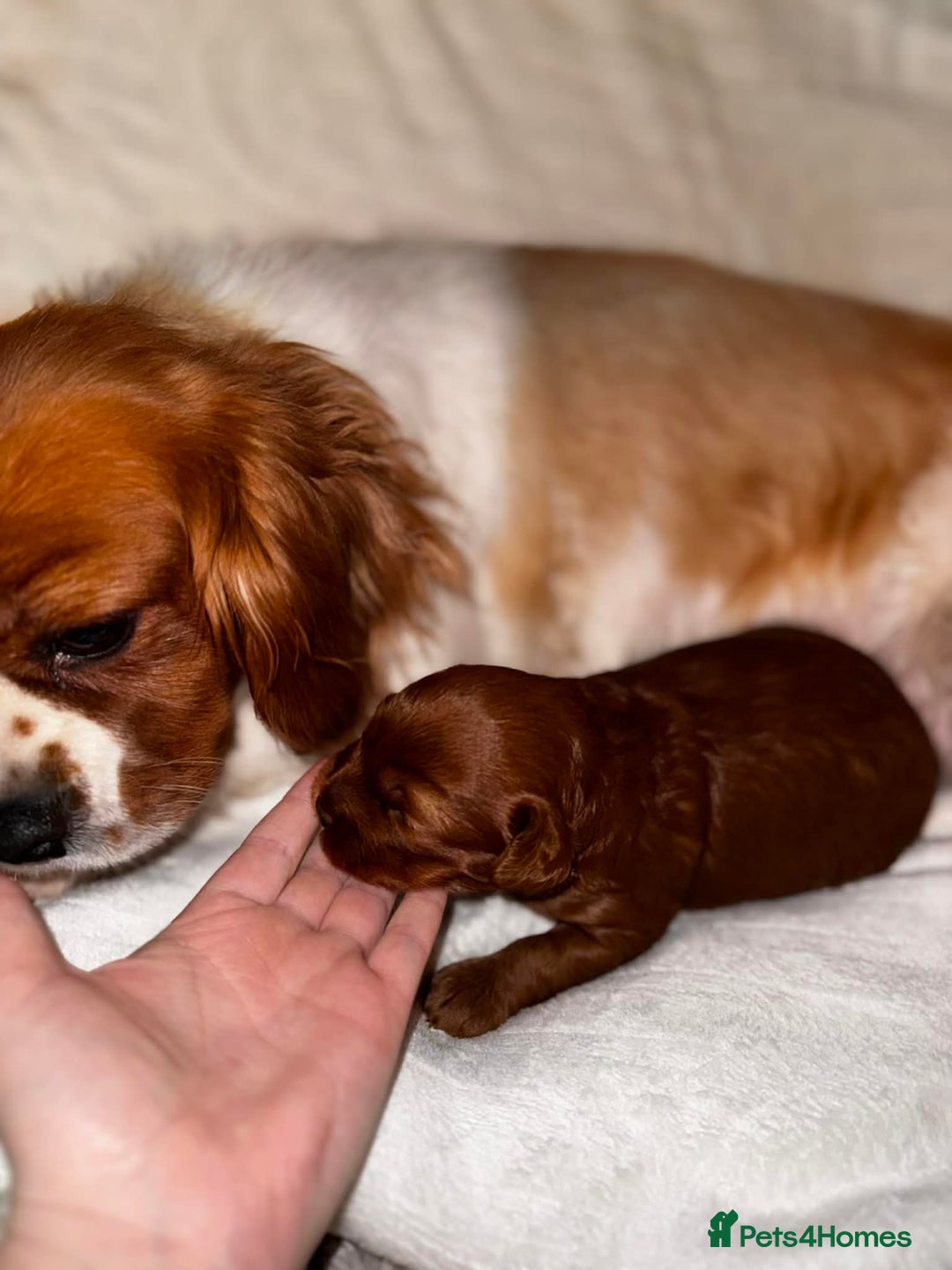 Cavapoo dogs for sale: Beautiful f1 Cavapoo puppies  - Advert 3