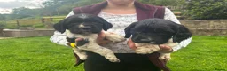 English Springer Spaniel dogs for sale: Last two boy Springer Spaniel Puppies  - Advert 1