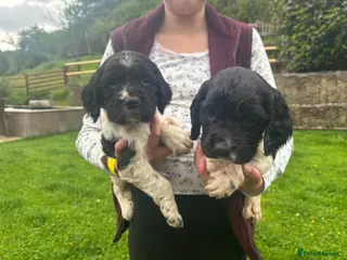 English Springer Spaniel dogs for sale: Springer Spaniel Puppies - Advert 3