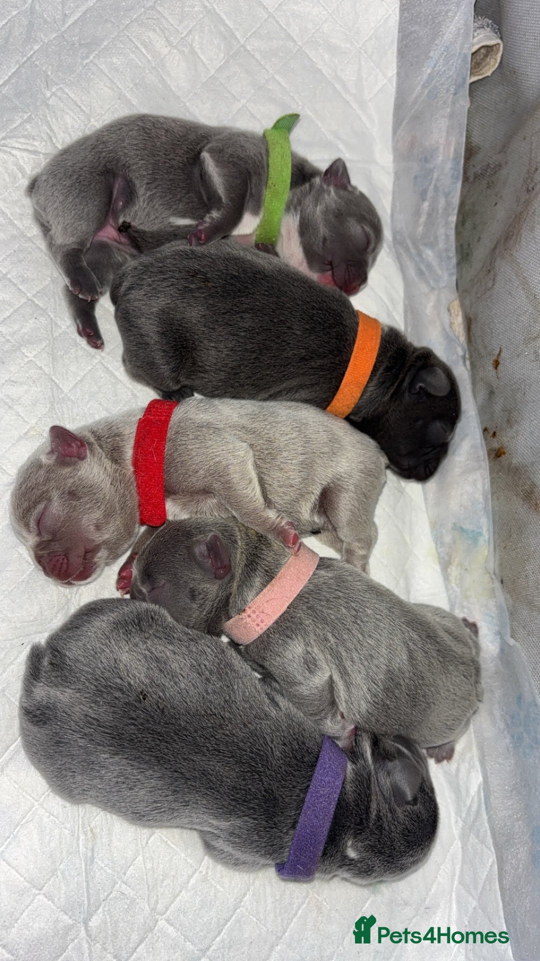 French Bulldog dogs for sale: Gorgeous Lilac, Pink Isabella, & Blue Frenchies - Advert 2