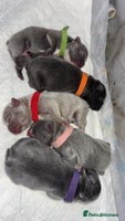 French Bulldog dogs Newborn Gorgeous Lilac, Fawn, Tan and Blue Frenchi - Advert 8
