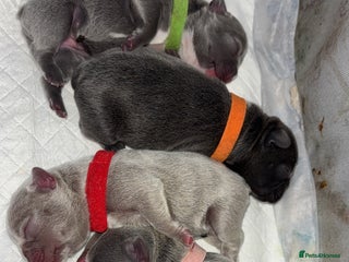 French Bulldog dogs Newborn Gorgeous Lilac, Fawn, Tan and Blue Frenchi - Advert 3