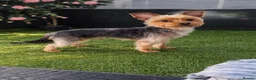 Yorkshire Terrier dogs for stud: For stud - Advert 1