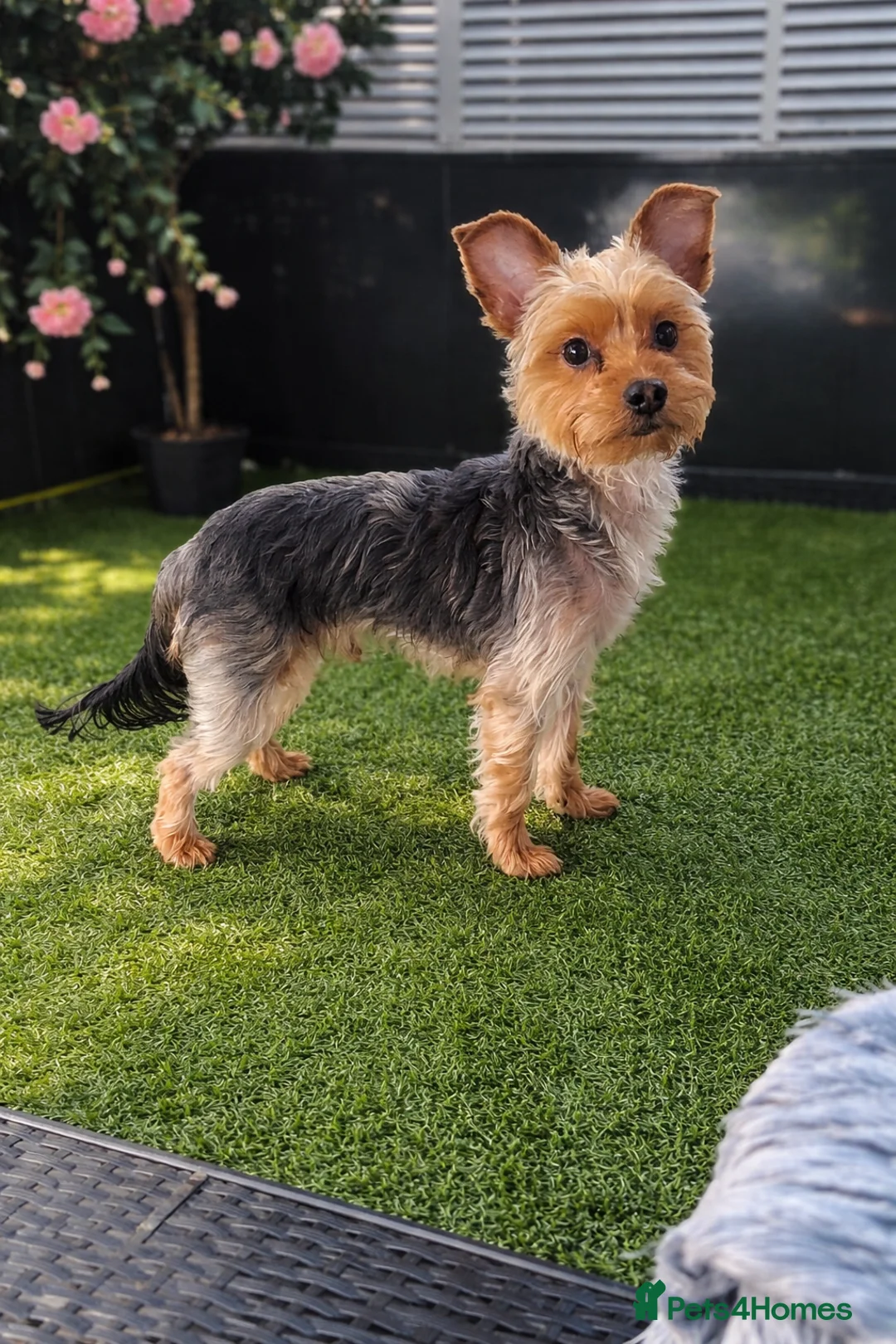 Yorkshire Terrier dogs for stud: For stud - Advert 1