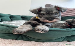 Miniature Schnauzer dogs for sale: 5th generation pedigree miniature schnauzer   - Image 3