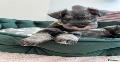 Miniature Schnauzer dogs - Advert 7