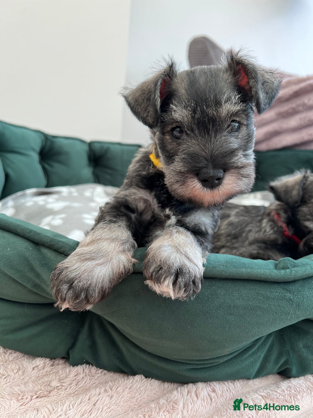 Miniature Schnauzer dogs for sale: 5th generation pedigree miniature schnauzer   - Image 3