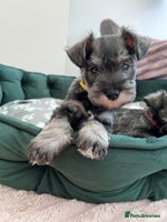 Miniature Schnauzer dogs - Advert 2