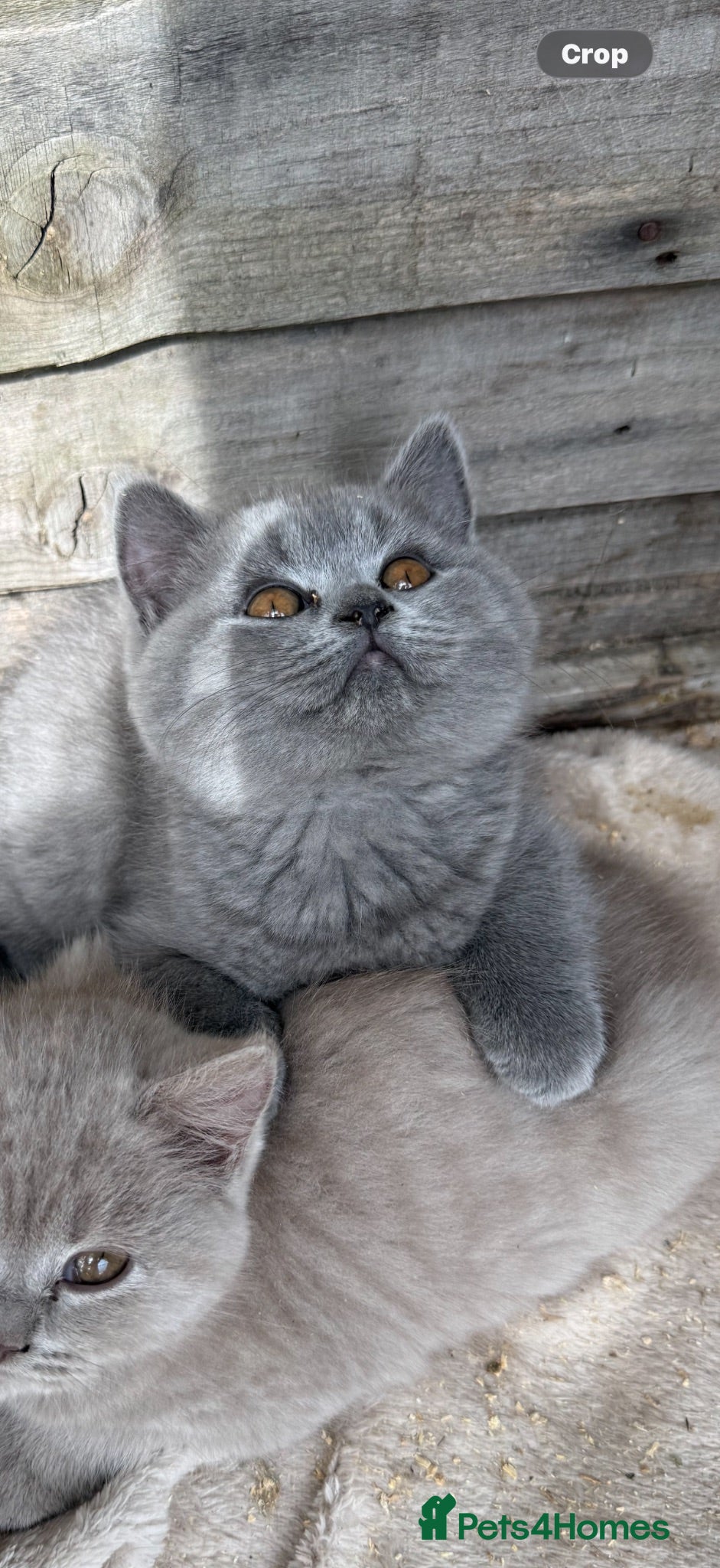 British Shorthair cats BSH Fawn & Lilac, Dark Chocolate 😻😻 - Advert 13
