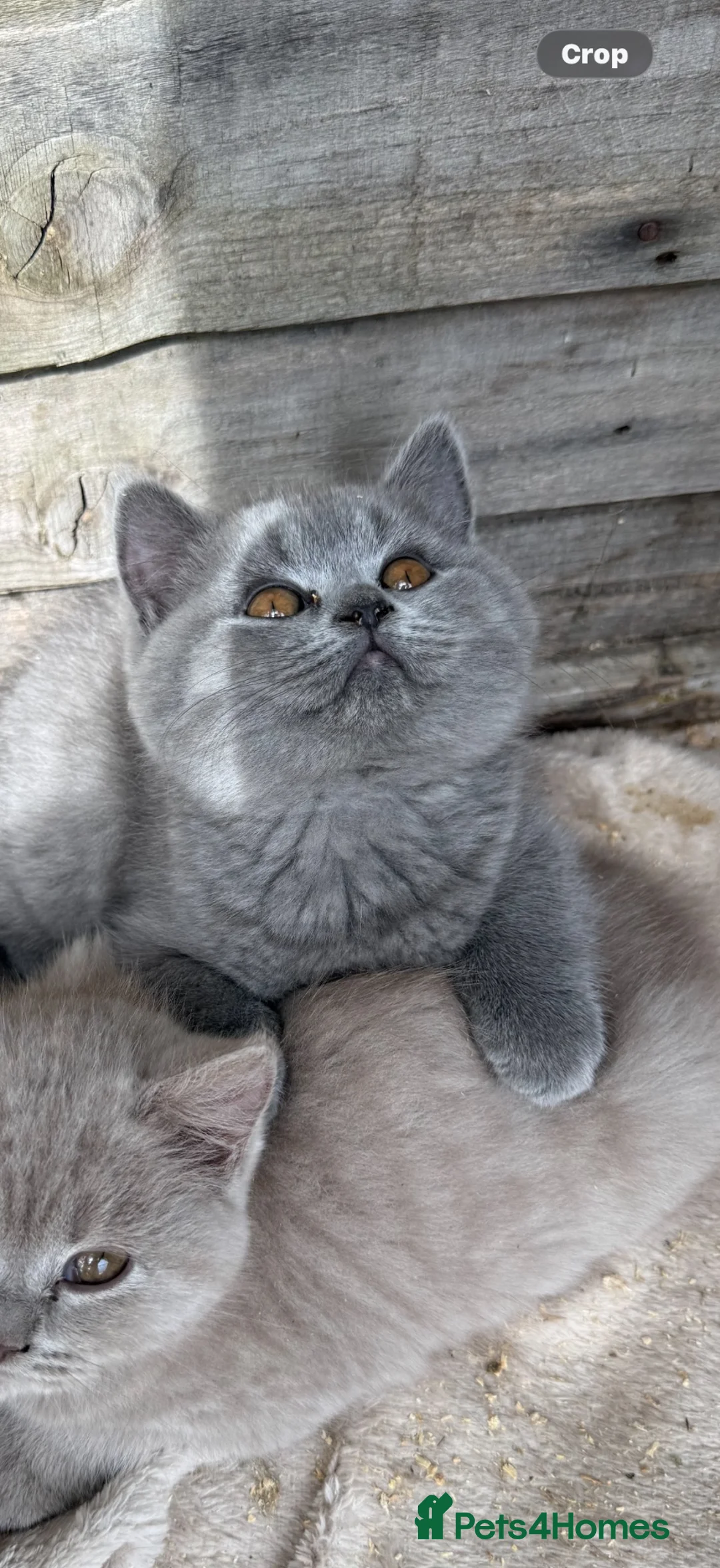 British Shorthair cats for sale: BSH Fawn & Lilac, Chocolate , Ready now  😻😻 - Advert 2