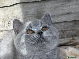 British Shorthair cats BSH Fawn & Lilac, Dark Chocolate 😻😻 - Advert 13