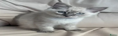 Ragdoll 2