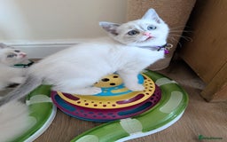 Ragamese cats for sale: 🐾💎Ragdoll X Siamese (Ragamese) Kittens💎🐾 - Image 11