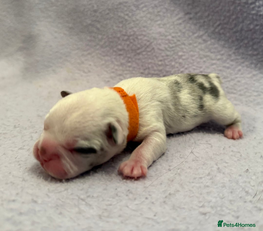 French Bulldog dogs for sale: Beautiful KC registered French Bulldog puppies - Advert 4