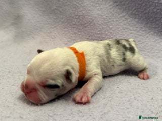 French Bulldog dogs Beautiful KC registered French Bulldog puppies - Advert 1