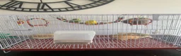 Budgerigars birds for sale: couple of budgies  in Birmingham - Advert 4
