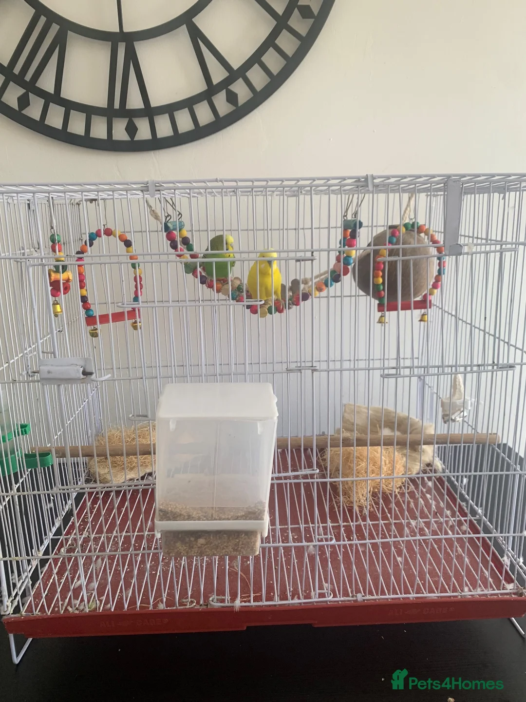 Budgerigars birds for sale: couple of budgies  in Birmingham - Advert 4