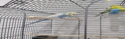 Budgerigars birds for sale: 2 boys and 1 girl budgies + big cage - Advert 3
