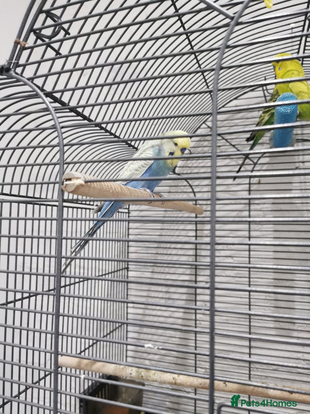 Budgerigars birds for sale: 2 boys and 1 girl budgies + big cage - Advert 3