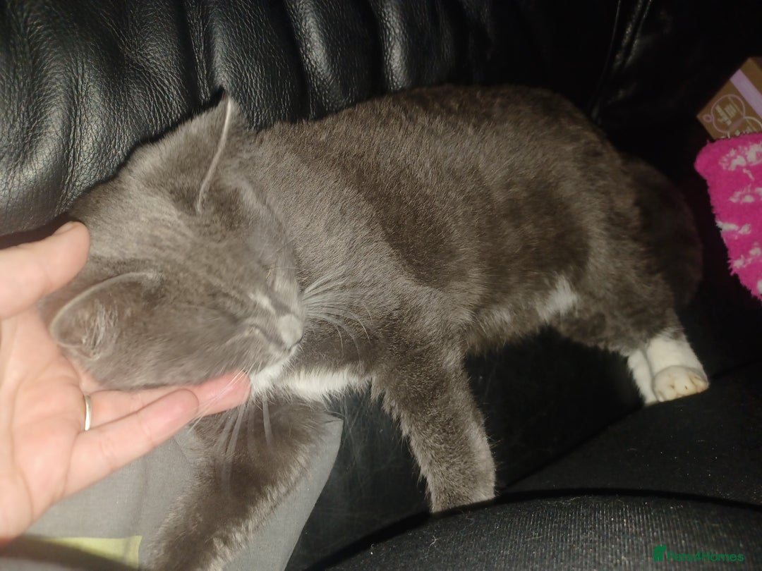 Ragdoll cats for sale: Buddy - Image 4
