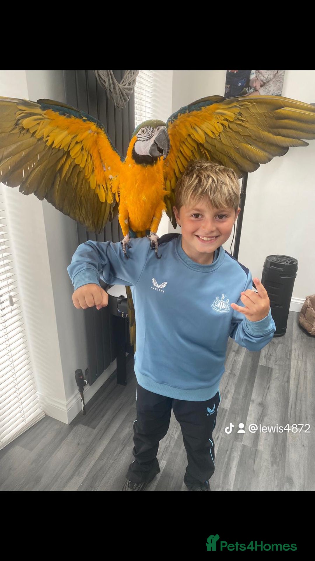 Macaws birds for sale: 6yr old Blue/Gold Wing Macaw  - Image 8