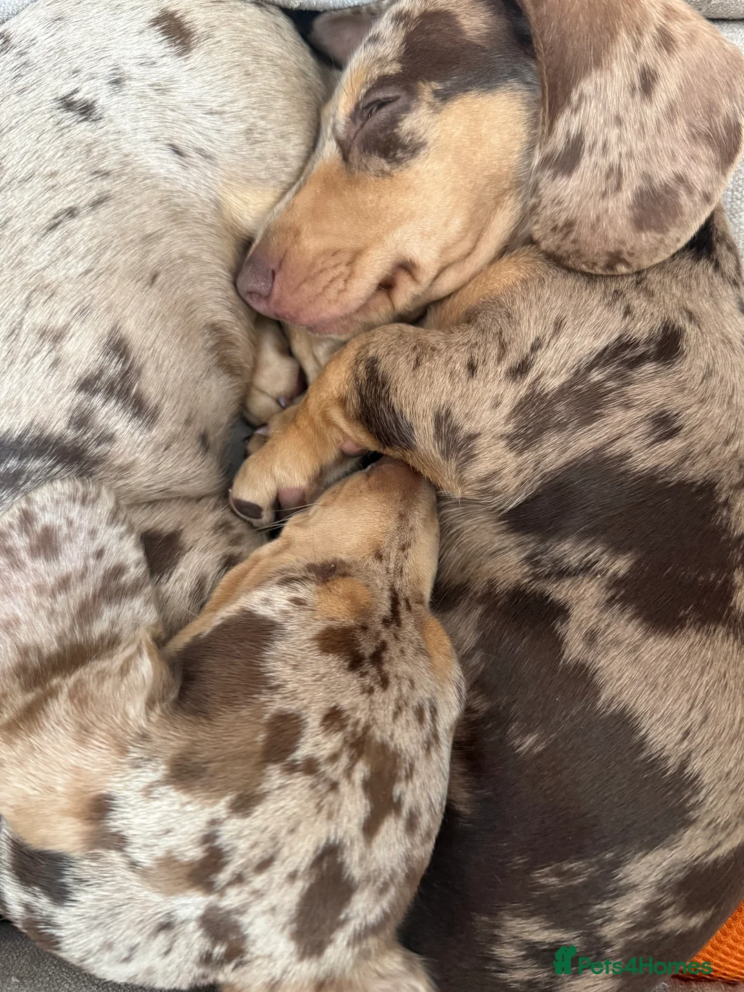 Miniature Dachshund dogs for sale: 2 miniature Male dachshunds  in Whitby - Advert 2
