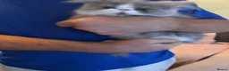 Persian cats for sale: 2 full pedigree GCCF registered Persian kittens  - Advert 5