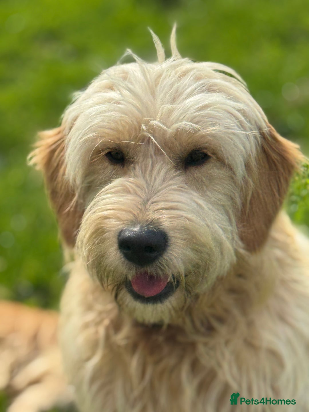 Mini Goldendoodle dogs for sale: “Bailey” - Golden Goldendoodle Boy  - Image 4