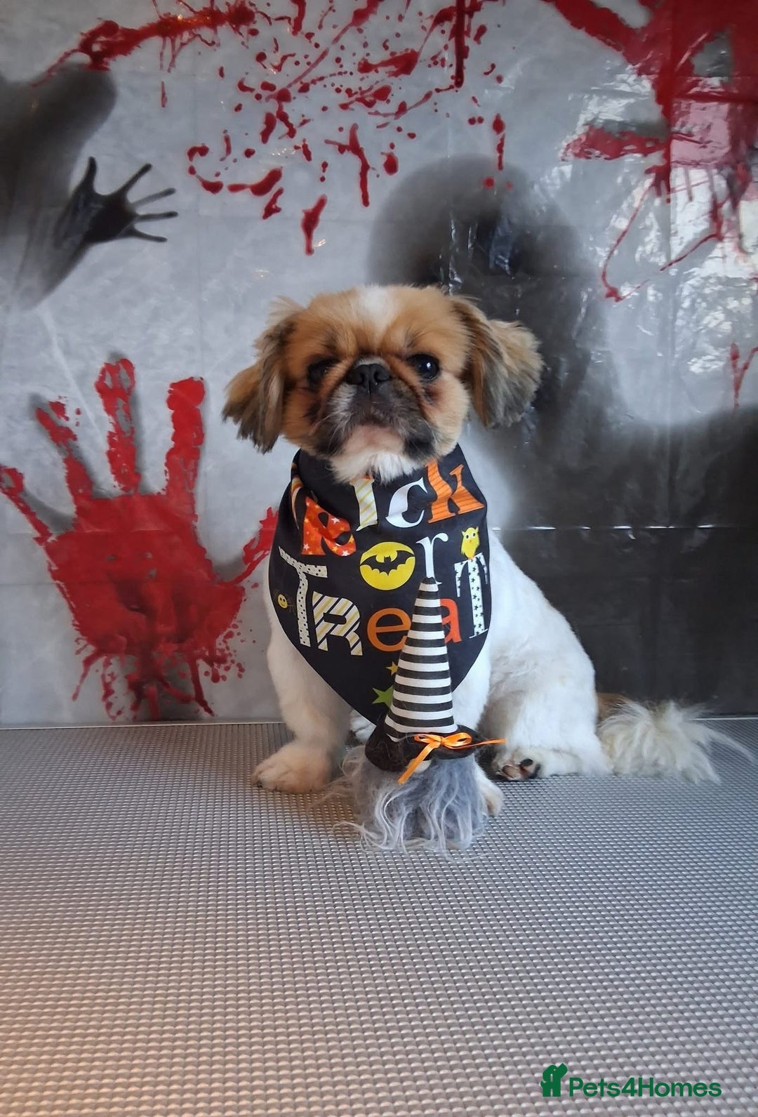 Mixed Breed dogs for sale: Beautiful Maltese x Pekingese Puppies Available - Advert 2