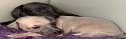 Italian Greyhound dogs for sale: KC Reg Italian Greyhounds - Advert 2
