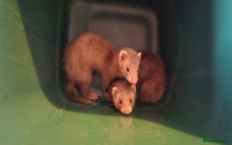 Ferret rodents for sale: Ferrets  - Image 1