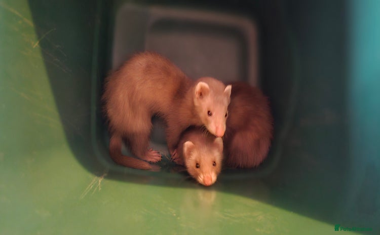 Ferret rodents - Advert 1