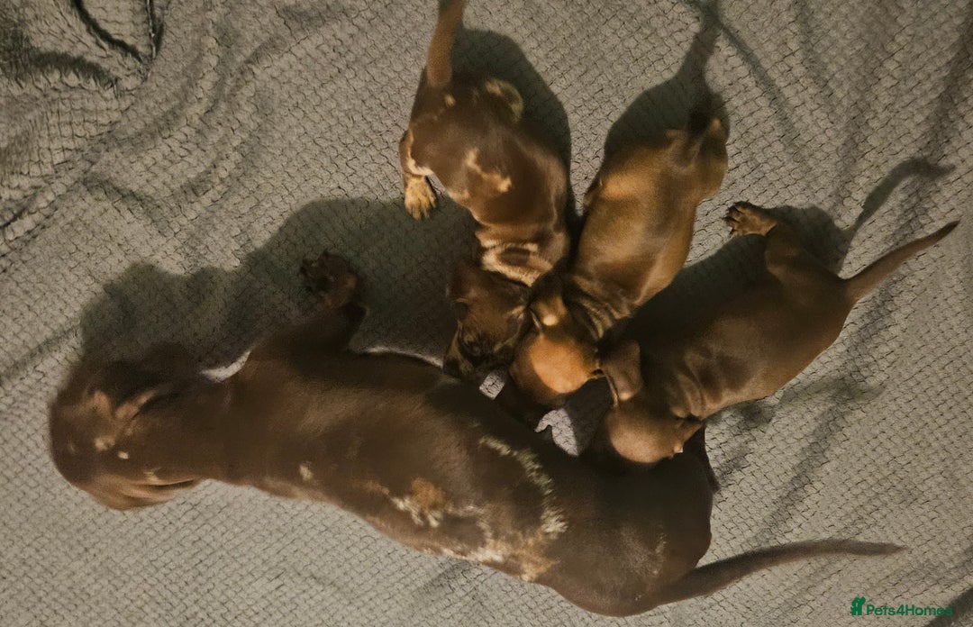 Miniature Dachshund dogs for sale: Adorable miniature dachshund girls - Advert 3