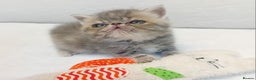 Exotic cats for sale: Chubby kittens - Advert 4