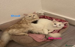 Maine Coon cats for sale: Purebred Maine Coon kittens for sale. - Image 6