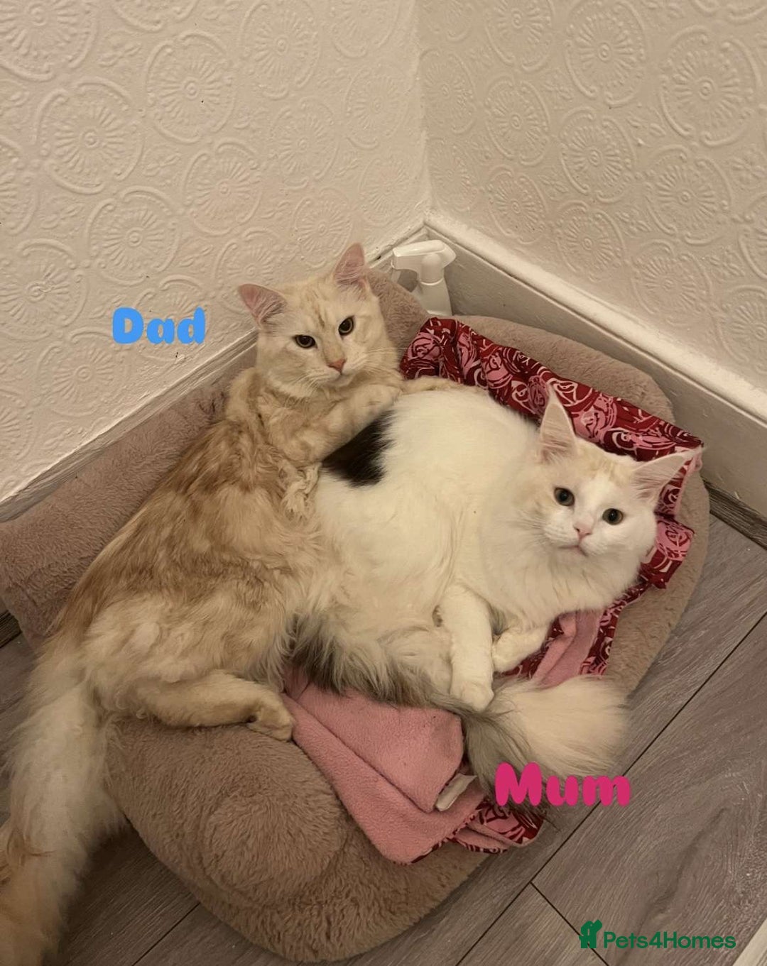 Maine Coon cats for sale: Purebred Maine Coon kittens for sale. - Image 6