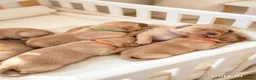 Labrador Retriever dogs for sale: Red fox labrador puppies  in Rotherham - Advert 6
