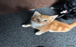 British Shorthair cats for sale: Kittens for sale  - Image 3