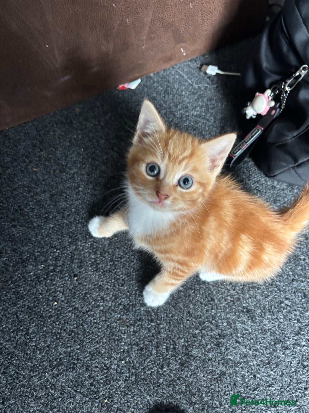 British Shorthair cats for sale: Kittens for sale  - Image 3