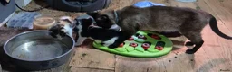 Mixed Breed cats for sale: 3 kittens  - Advert 1