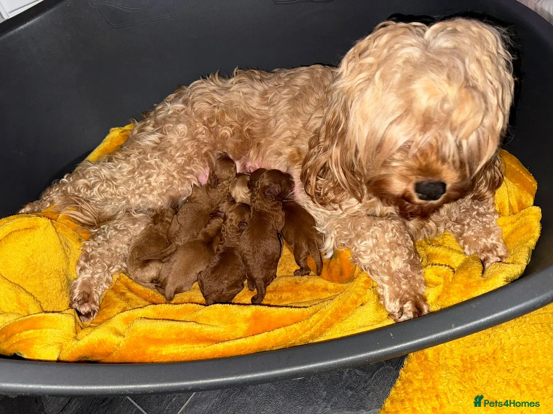Toy Poodle dogs for stud: *Red Toy Stud Dog, KC Reg'd & DNA Tested Clear* in Leyland - Advert 10
