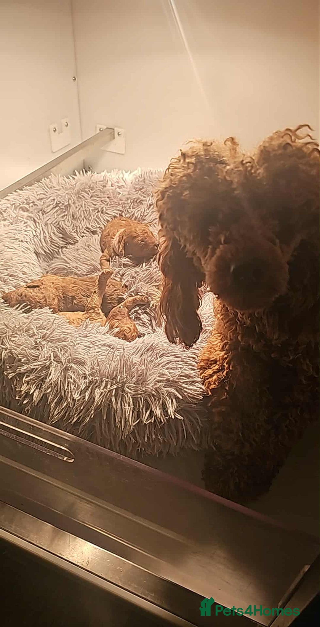 Miniature Poodle dogs for sale: Red poodle minatures - Image 2