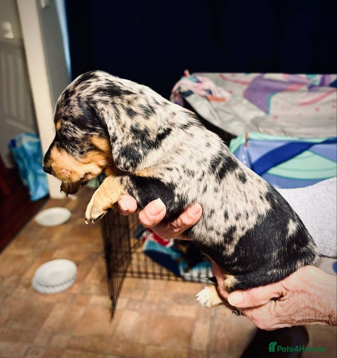 Miniature Dachshund dogs for sale: calm cuties silver dachshund mini dapples - Image 6