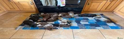 German Shorthaired Pointer dogs for sale: Liver Ticked & Spotted Boy in Huddersfield - Advert 4