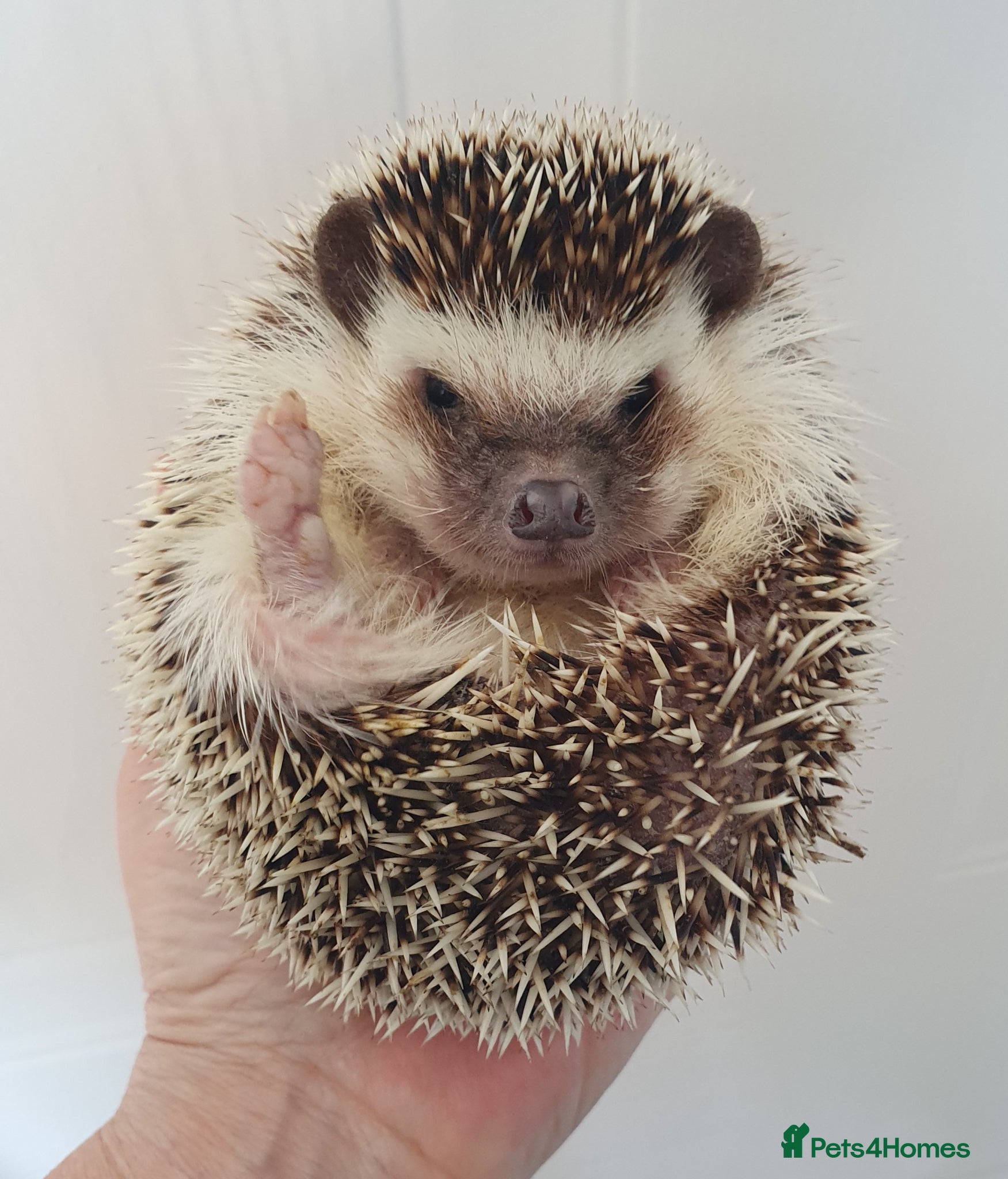 Pygmy Hedgehog rodents for sale: Female African pygmy hedgehog  - Advert 6