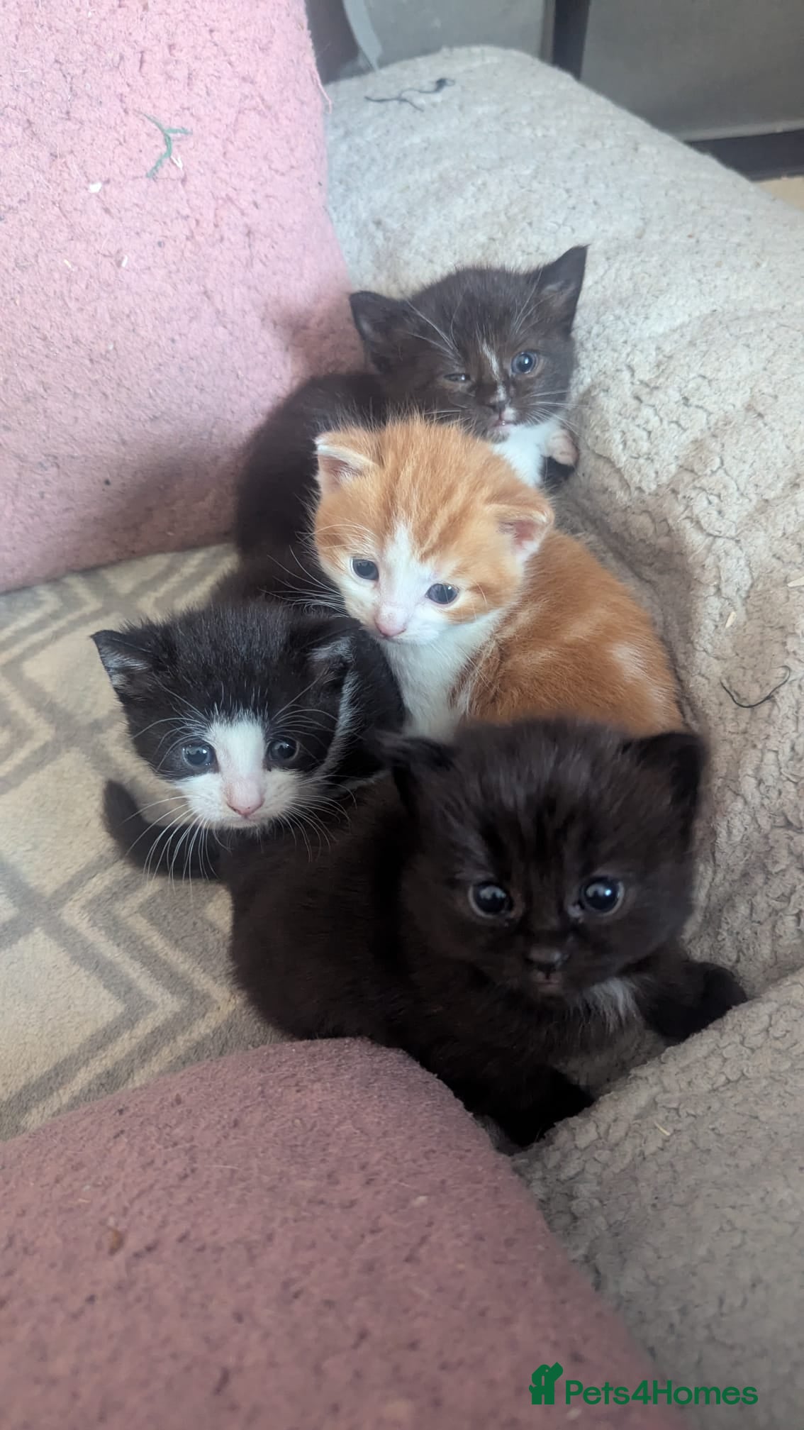 Mixed Breed cats 4 beautiful kittens up for adoption - Advert 1
