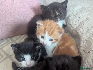 Mixed Breed cats 4 beautiful kittens up for adoption - Advert 1